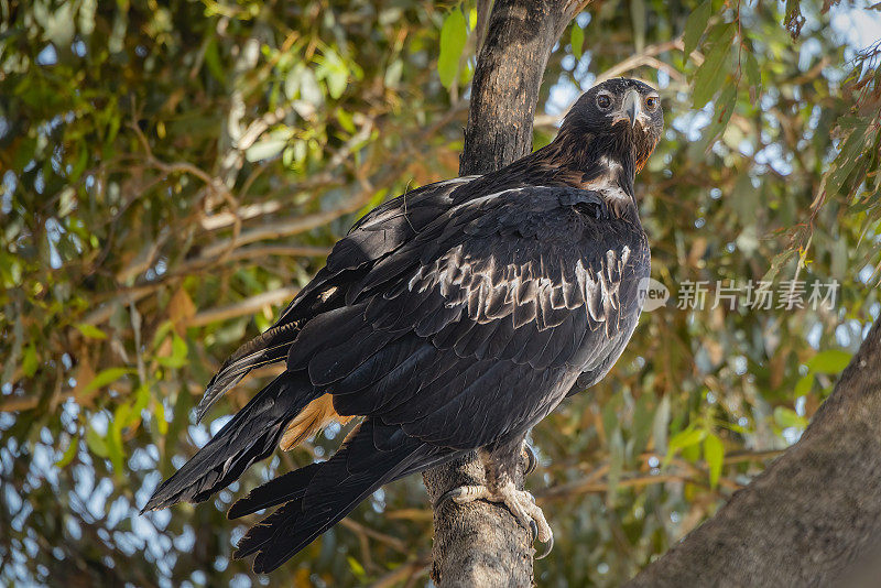 楔尾鹰(Aquila audax)